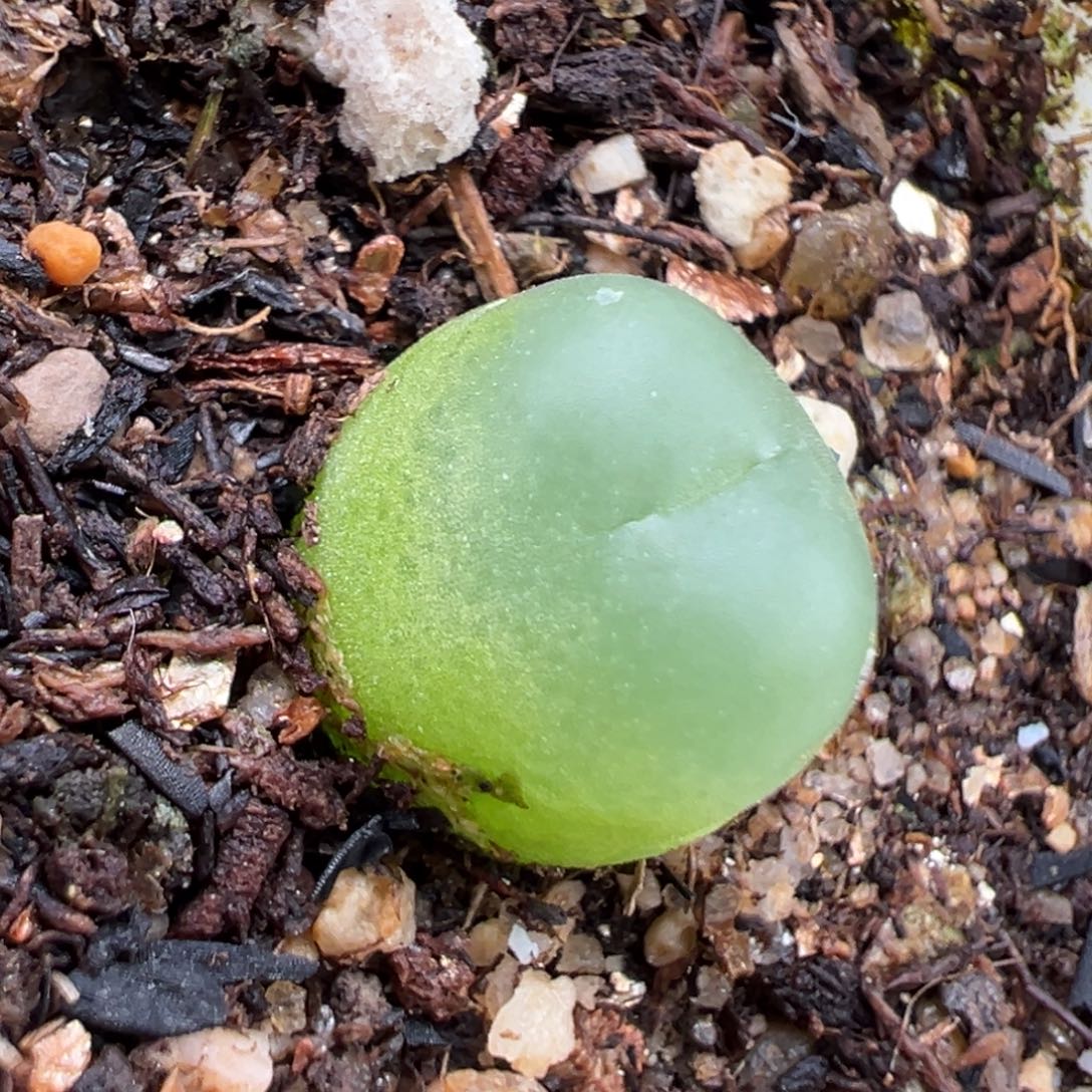 10.11好看的多肉脱土发货843