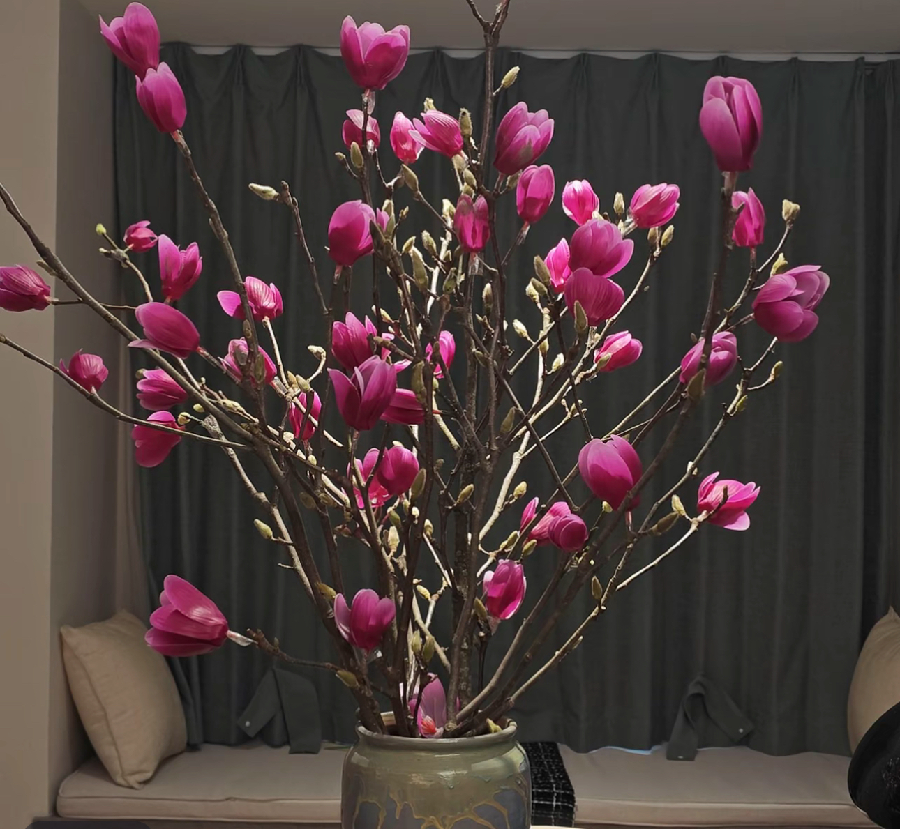 【带花苞发货】玉兰花水培干枝植物带花苞紫玉兰水养鲜花室内好养