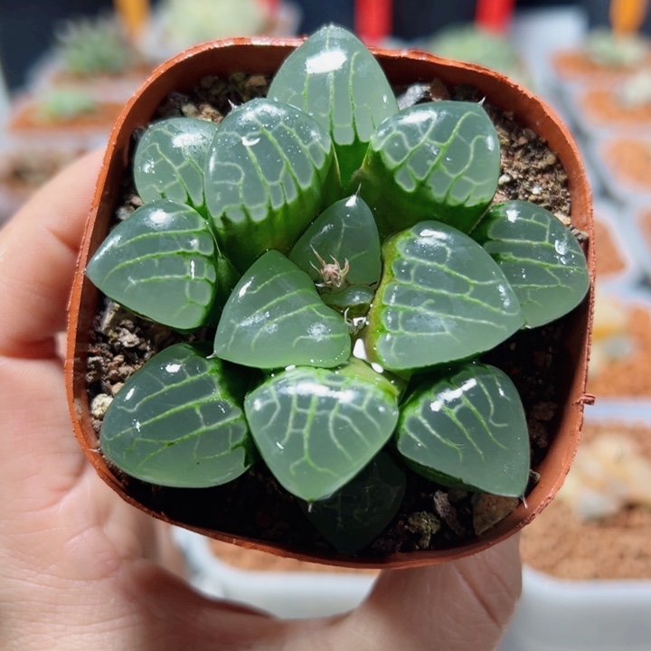 十二卷多肉冰魄女王