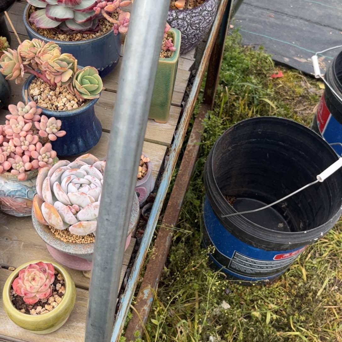 曲**曲多肉植物保护研究所所长