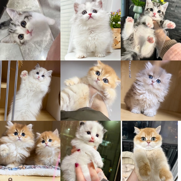 喵小主宠物活体猫咪全款成交链接