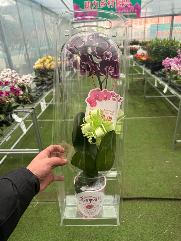 蝴蝶兰《礼盒》38妇女女神节礼品花卉盆栽绿植桌面办公室礼物