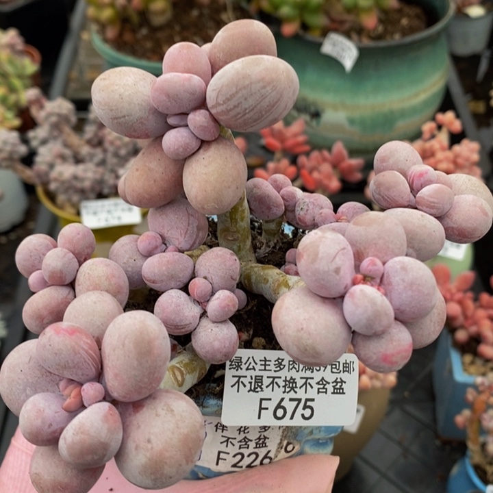 芭比奶洛老桩12cm675多肉植物