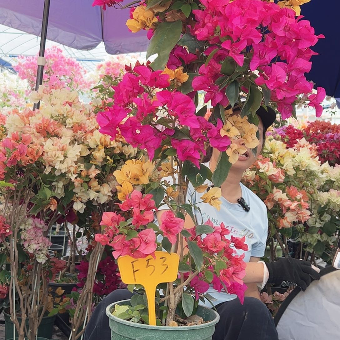 x***6大部分花苞少量开放F53多色