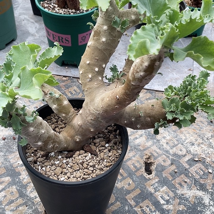 9999超大雪露厚墩菊