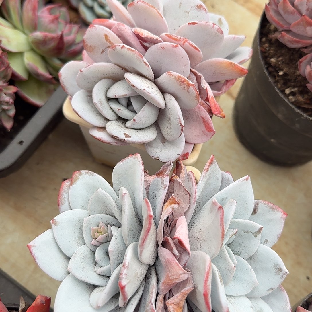 雪莲双头（量拍）脱土