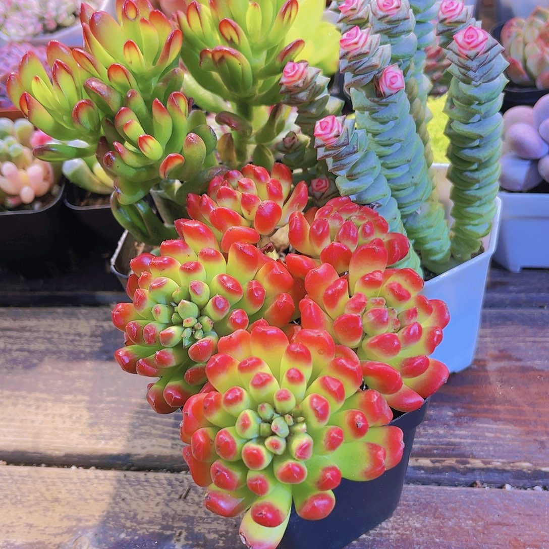 招财猫➕钱串锦➕红灯笼