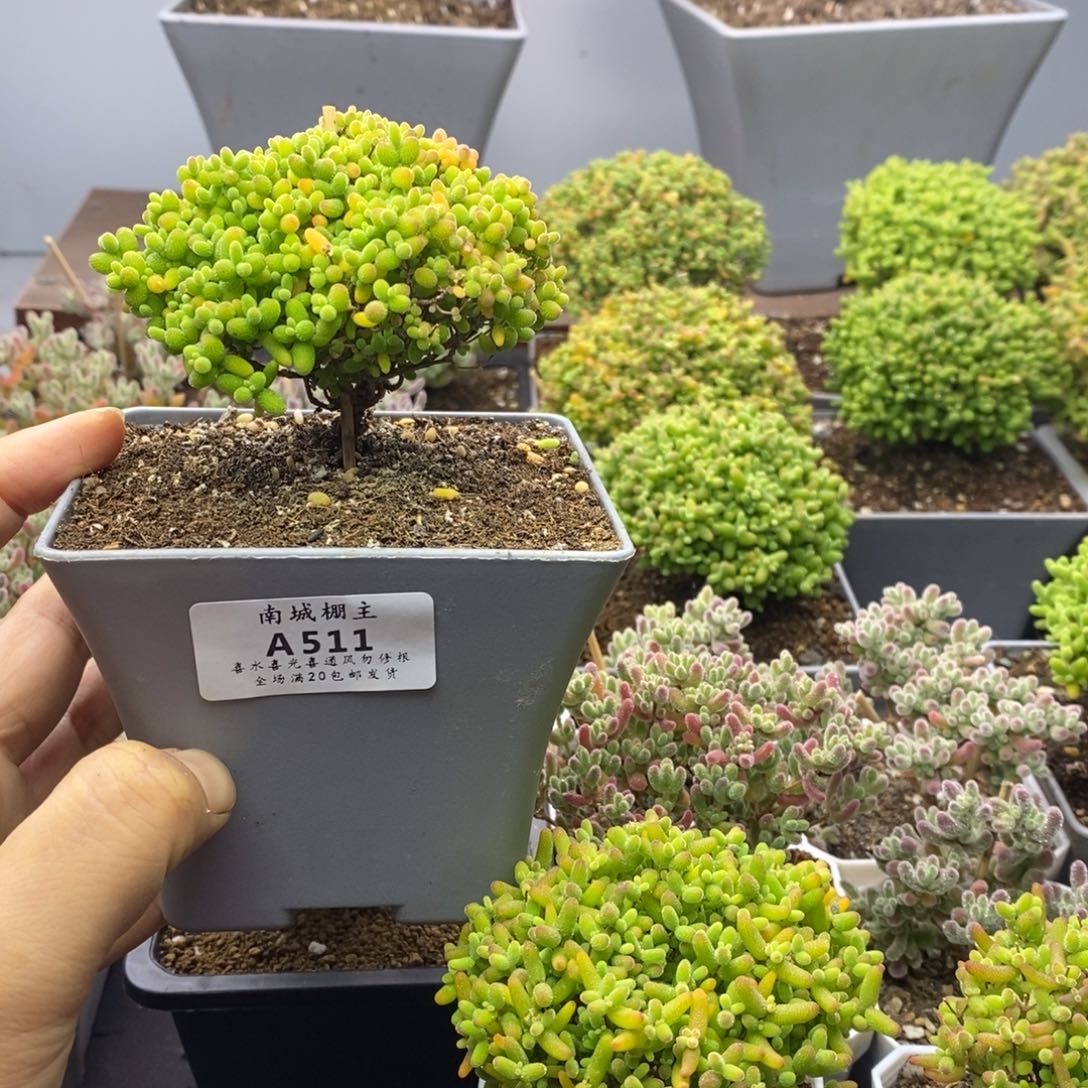 511蜜橘糖球枝干番杏