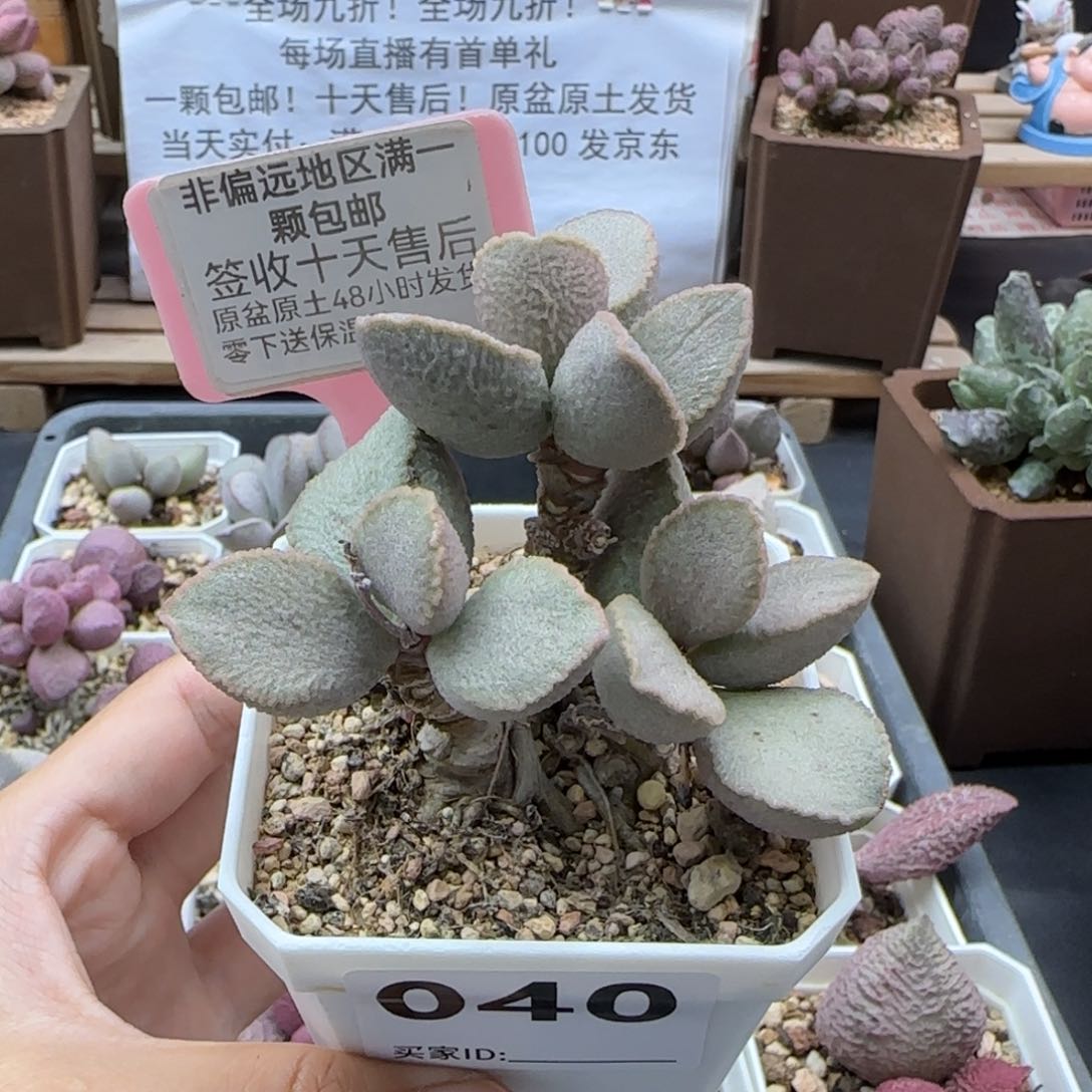 040琉璃多肉植物