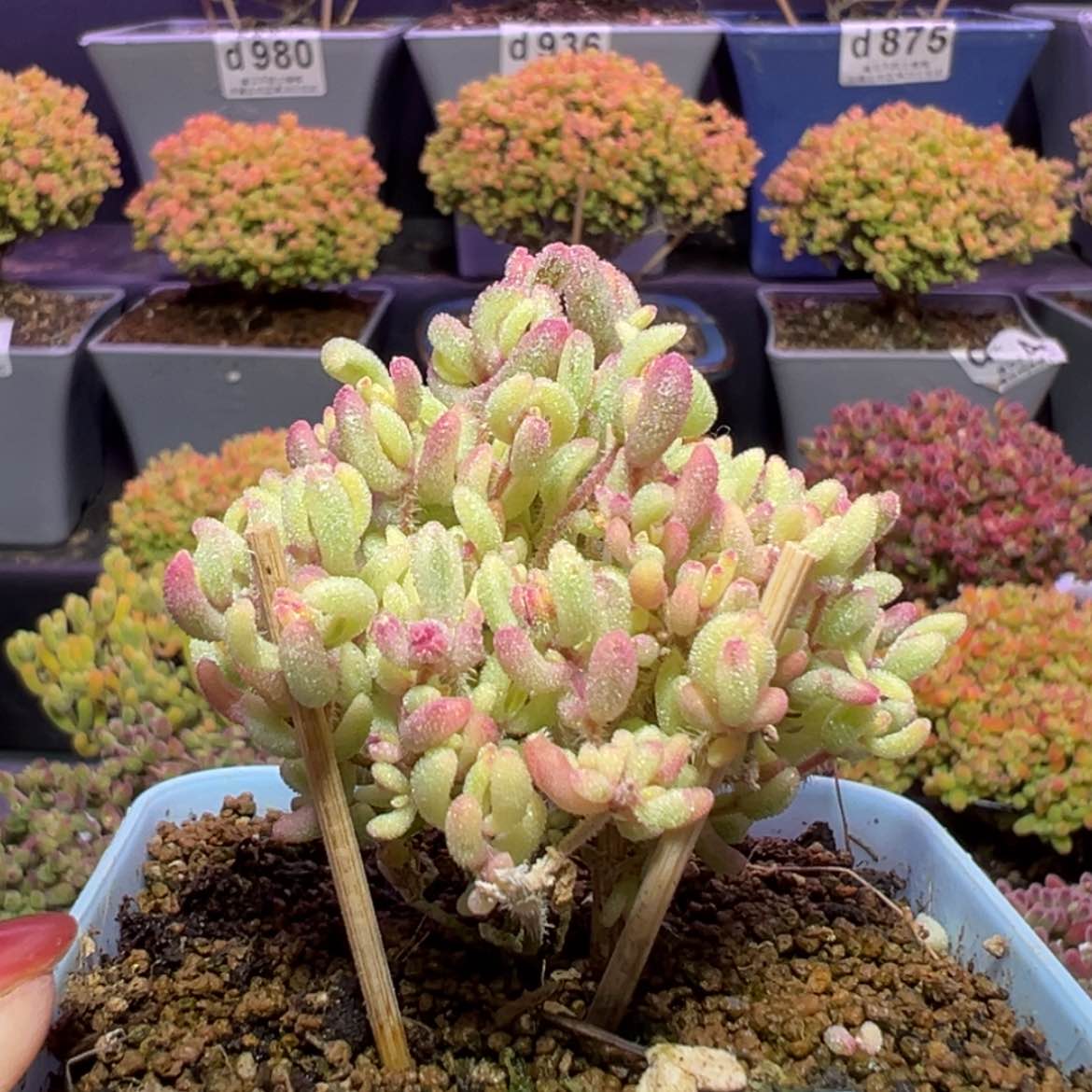 【闪购商品】d956红宝石锦冠幅5cm