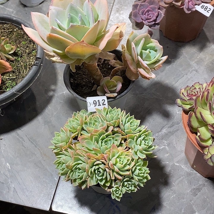 重***篇912白凤，三色锦多肉植物2颗