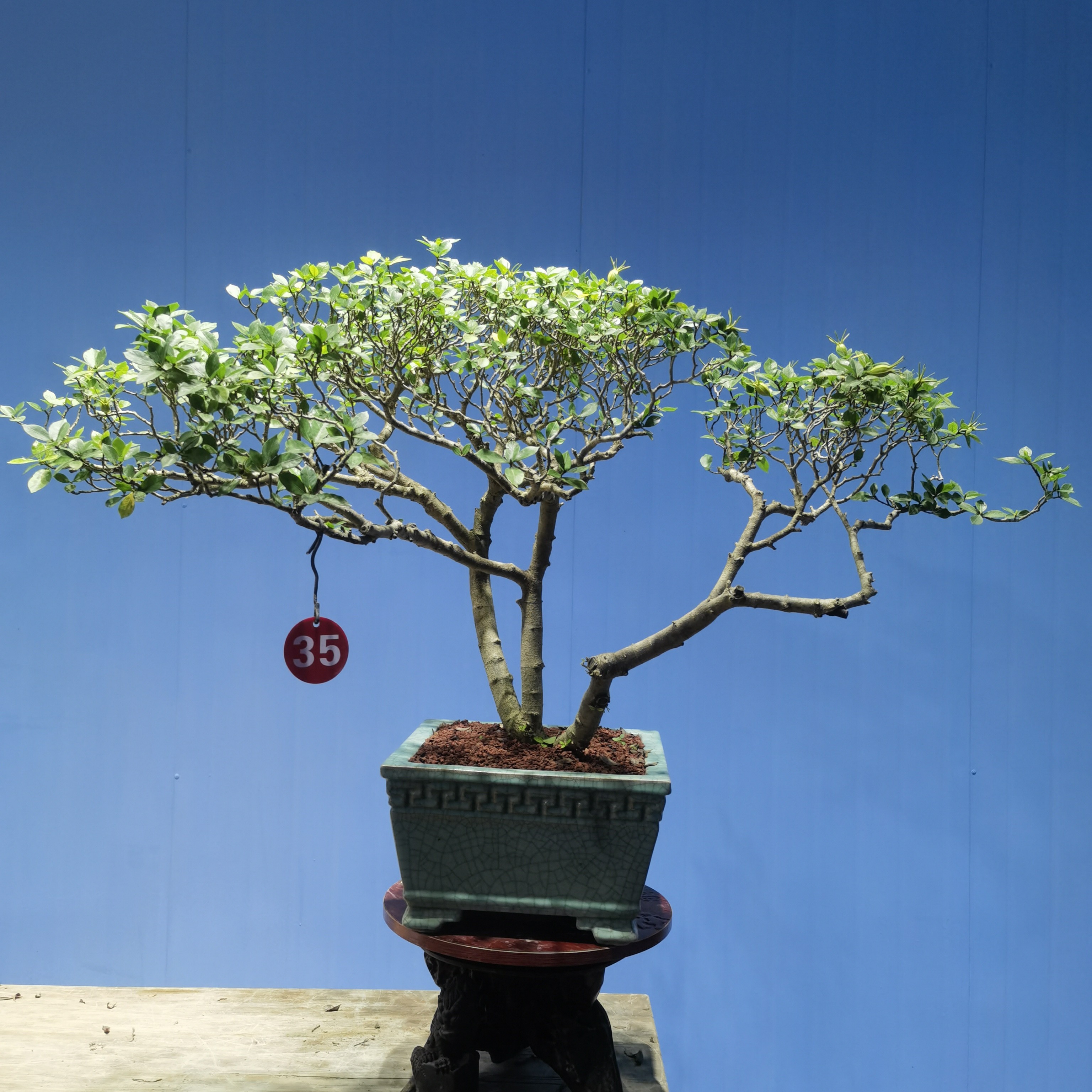 老桩满冠虫草枝海岛栀子花