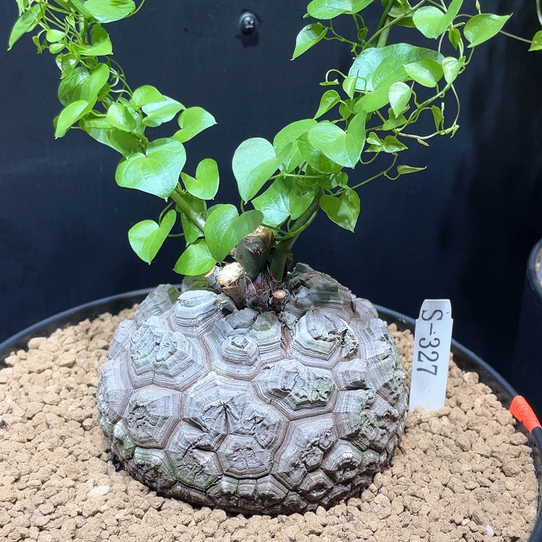 327号龟甲龙12.4公分