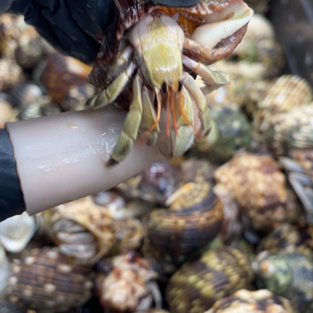 不退不换活体宠物52