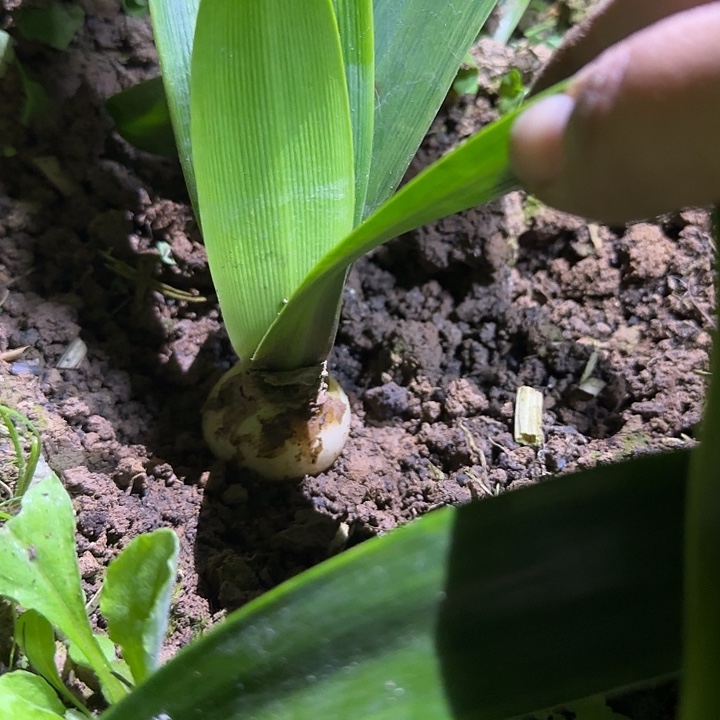 盲盒3.8厘米朱顶红可寄养