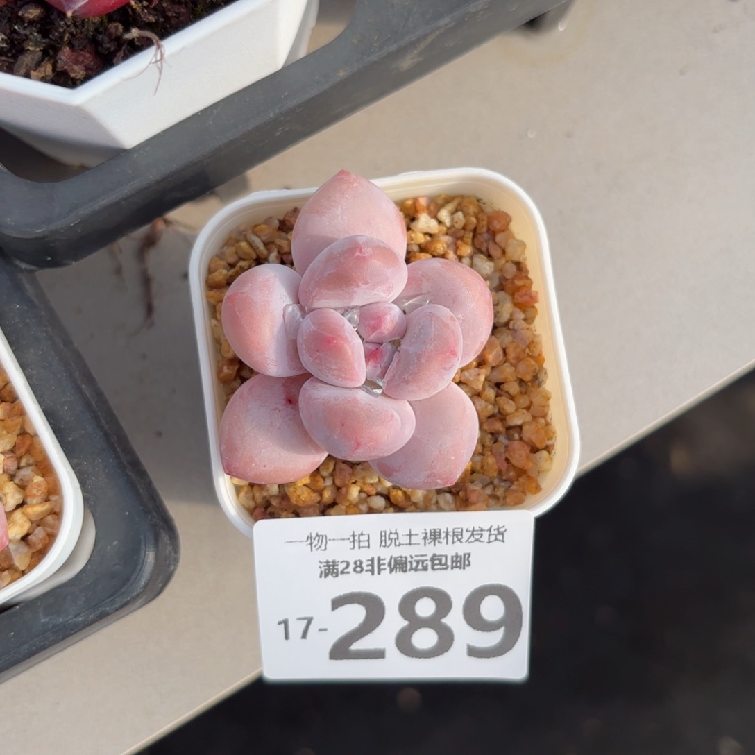 香水奶老桩多肉多肉