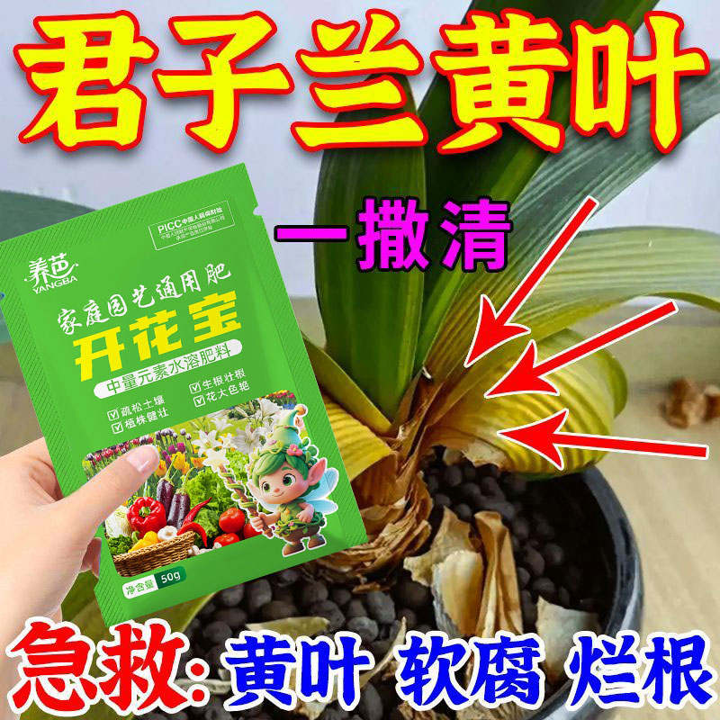 【专治不开花】君子兰快速拔箭授粉促花发黄烂叶烂根促箭专用杀菌