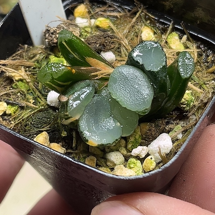 324欧大宝万象锦头家多肉十二卷