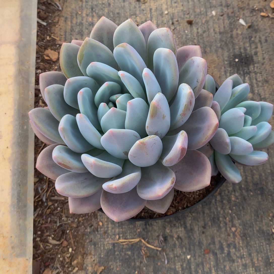 奥橙单双多肉植物