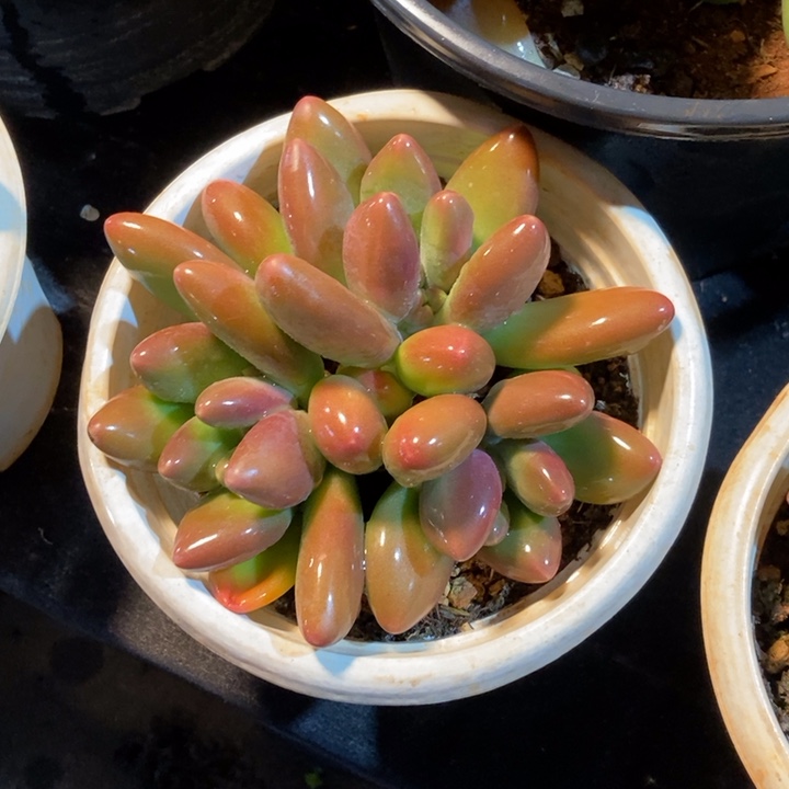 正版芒果奶多肉植物