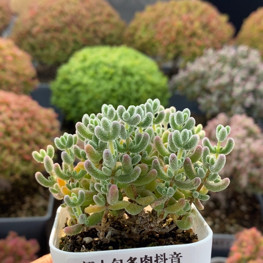 4013优选冰晶冠幅6.5cm