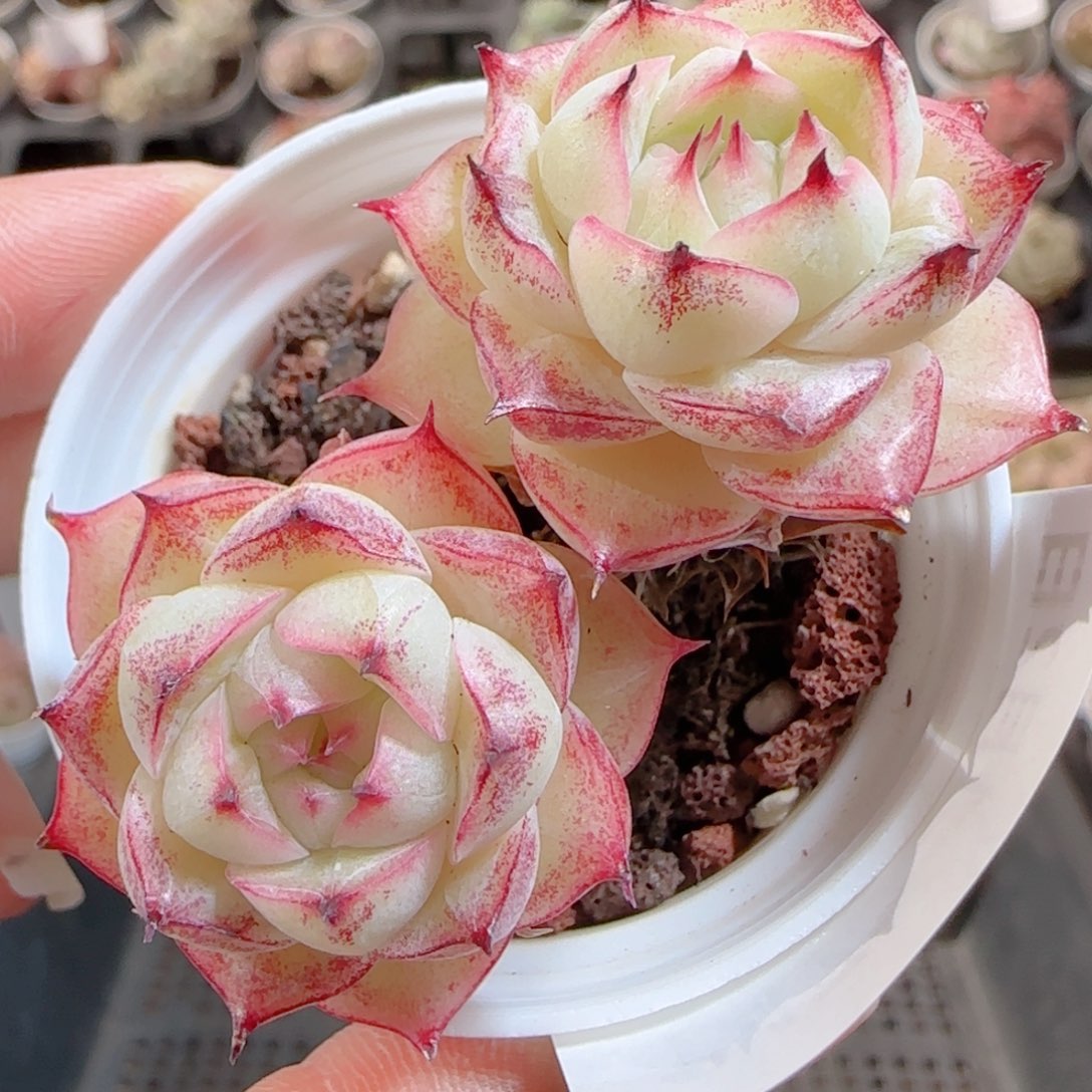 花语多肉0102-147散魔仙