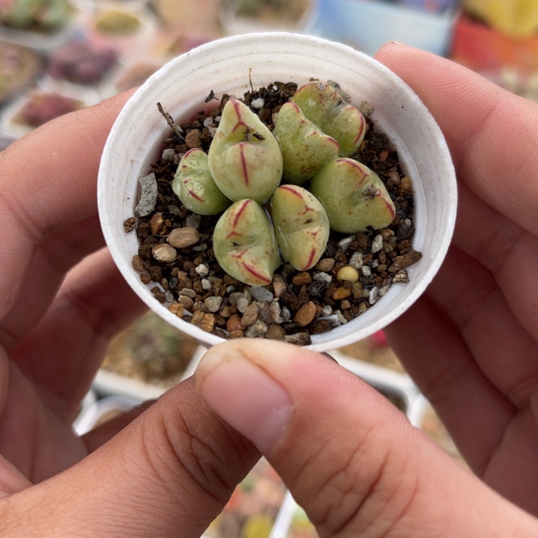 452多肉植物生长