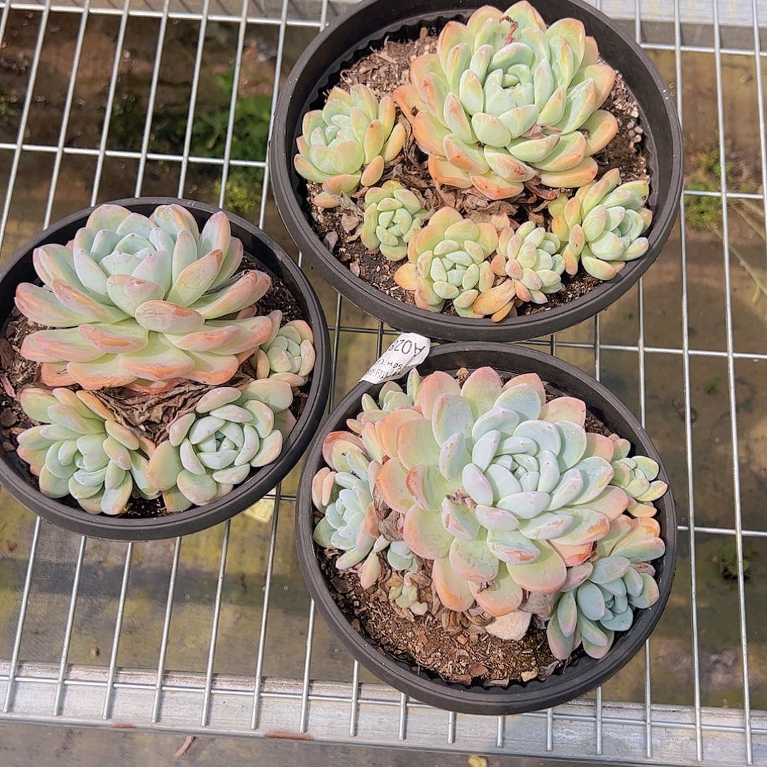 冰玉玉蝴蝶造型多头大盆群