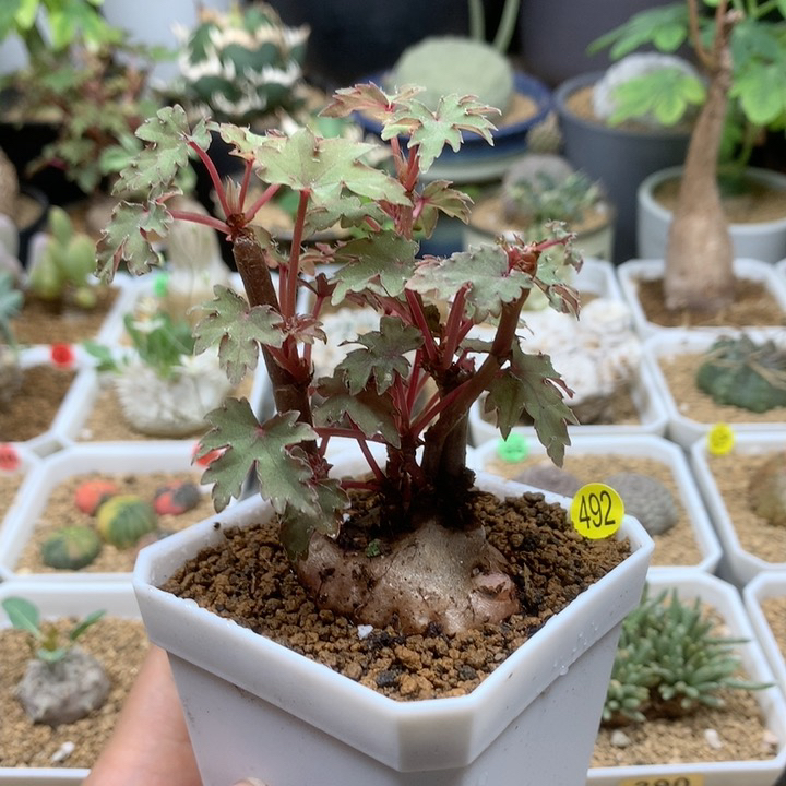 块根秋海棠带盆492