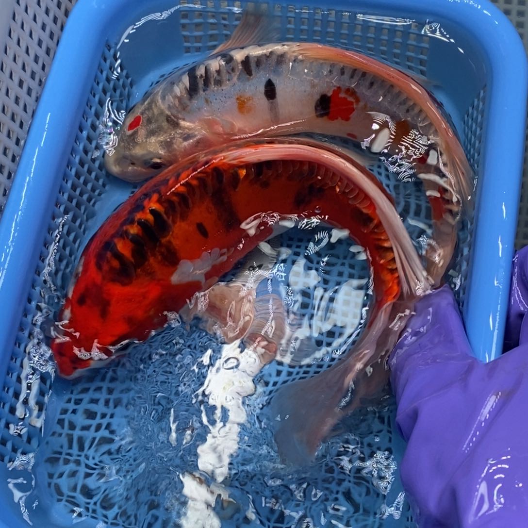 锦鲤冷水锦鲤包邮