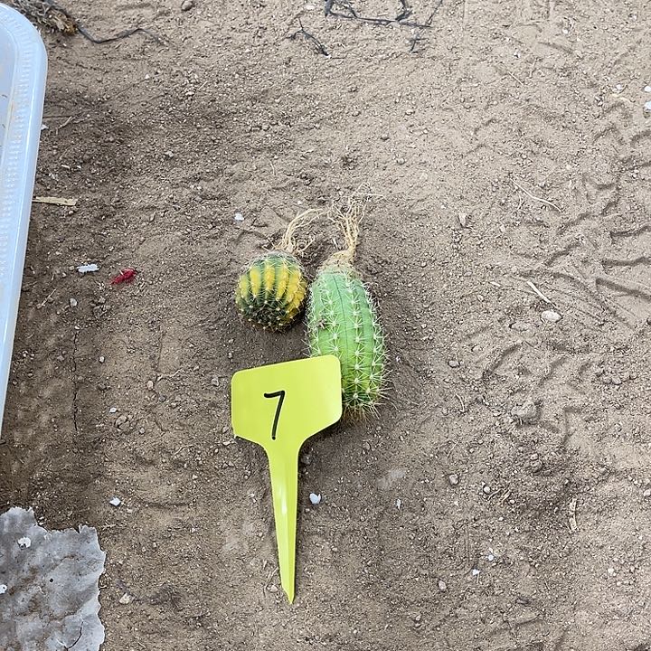 毛花柱种子苗7号好看