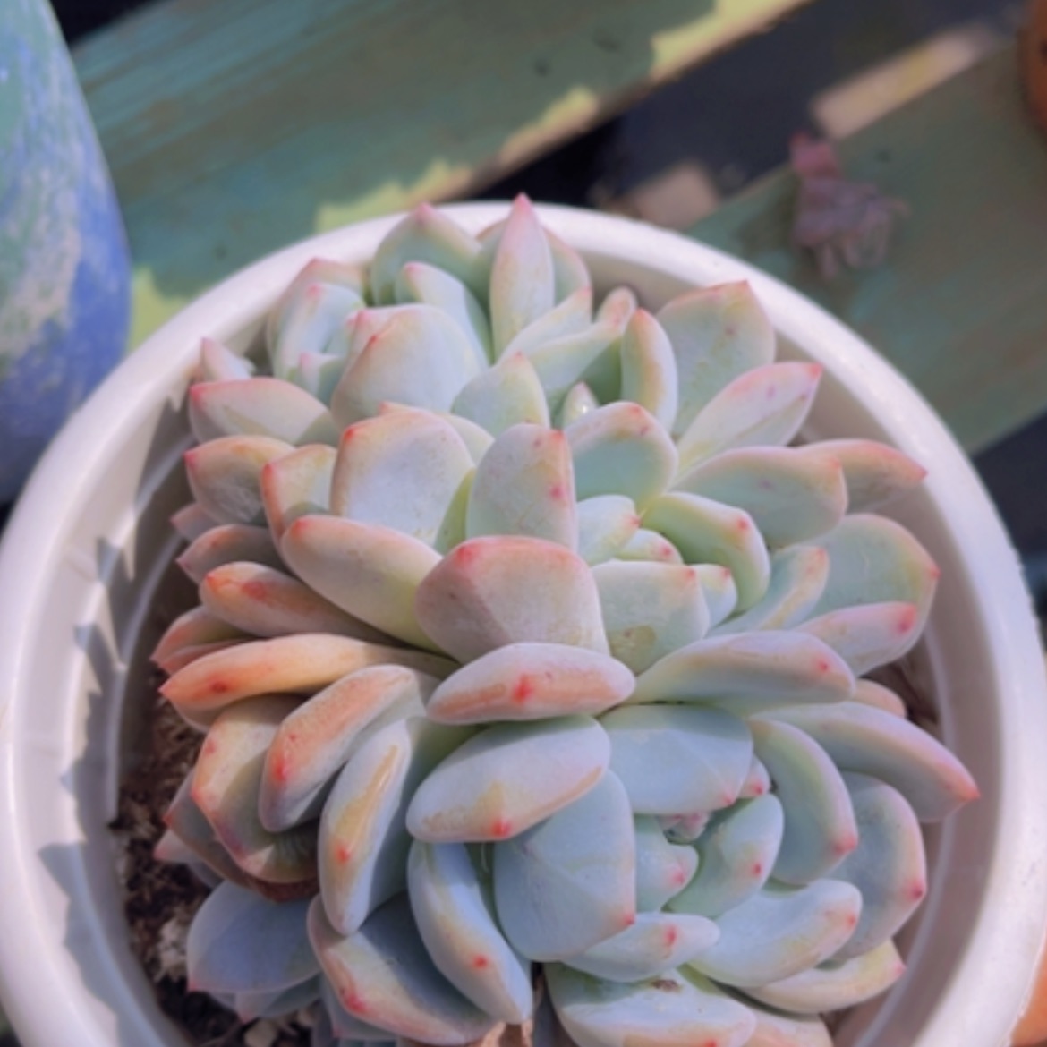 【闪购商品】橙梦露朵朵20158