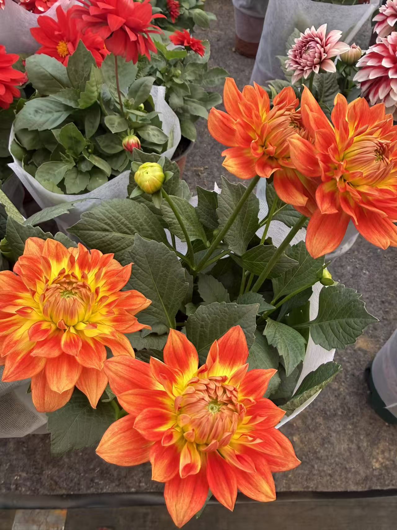 橙红小丽花原盆原土发货