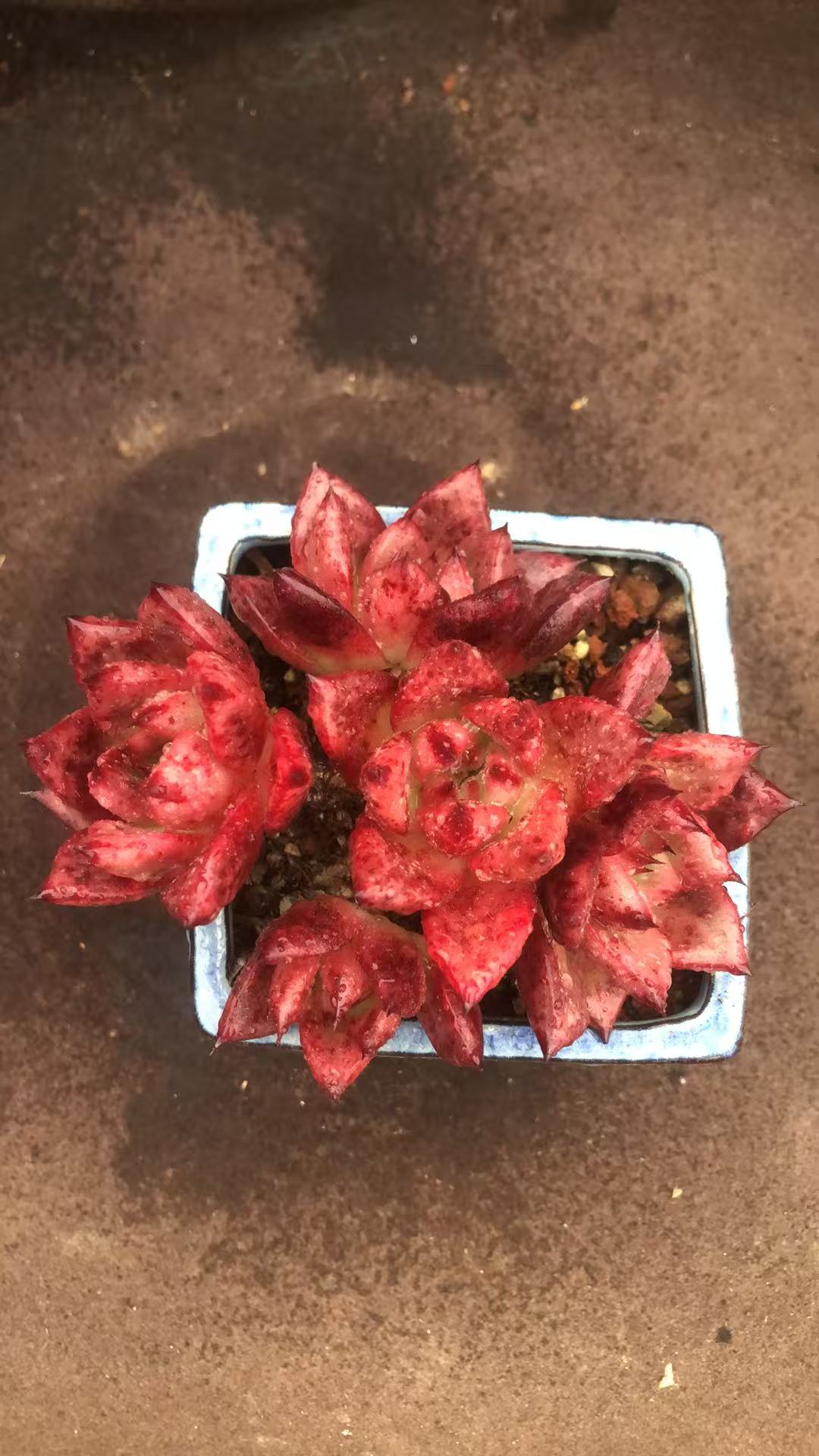 多肉植物祖母绿好看