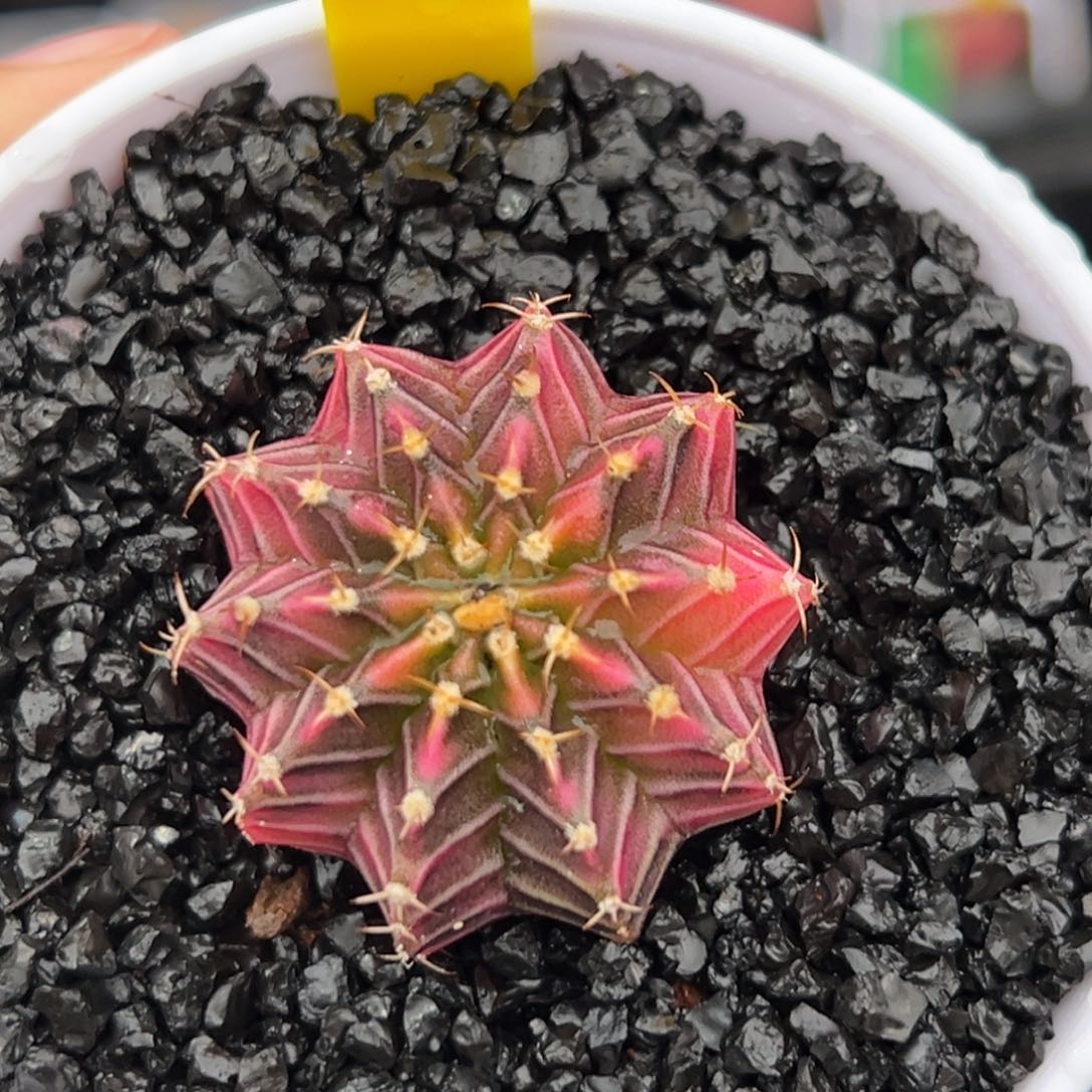 泰系实生肋骨锦A25