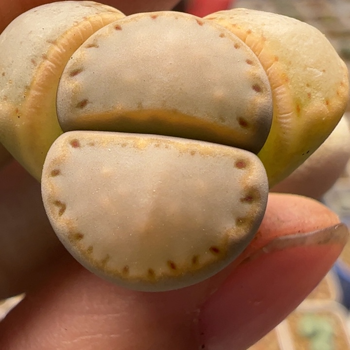 饼干多肉植物百科36