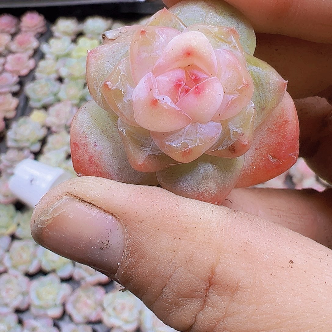 繁星珍妮5个19包邮