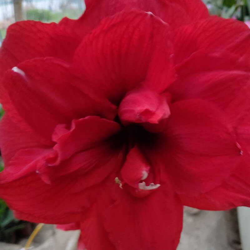 重瓣朱顶红（红色带花芽发货，不带开放的花朵，介意勿拍。包对版。）