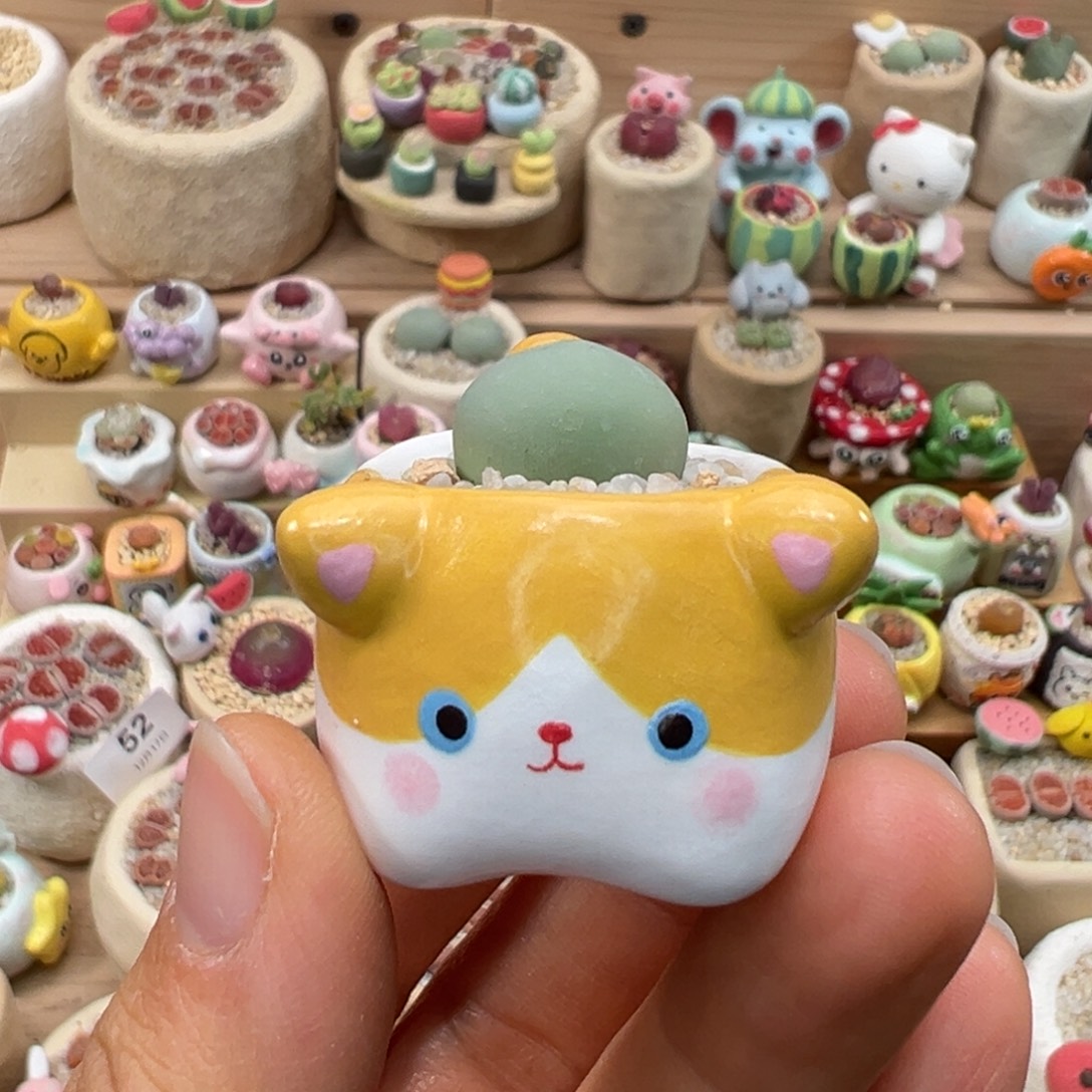 多肉植物114号鸽子蛋