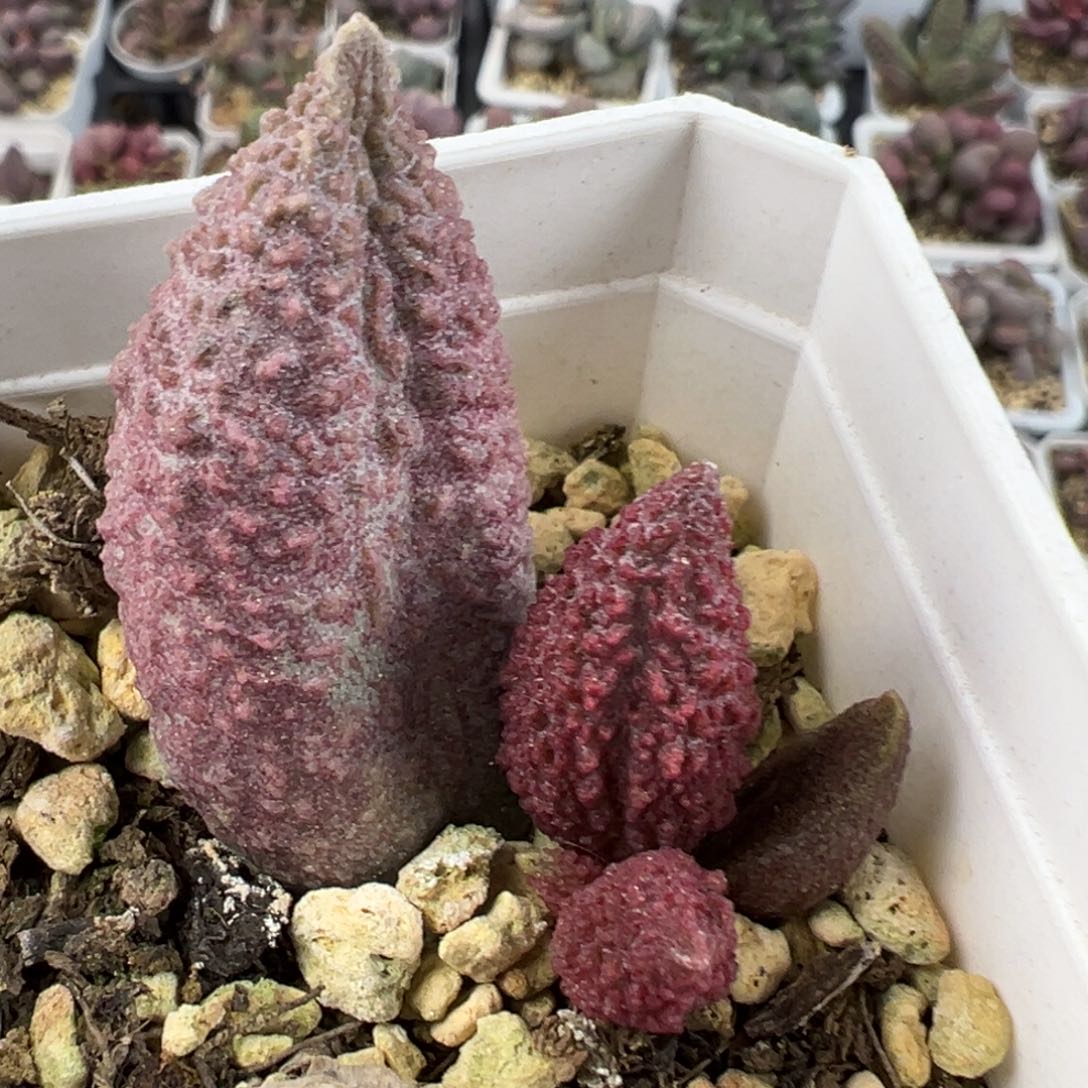 北极星大苗多肉植物水泡