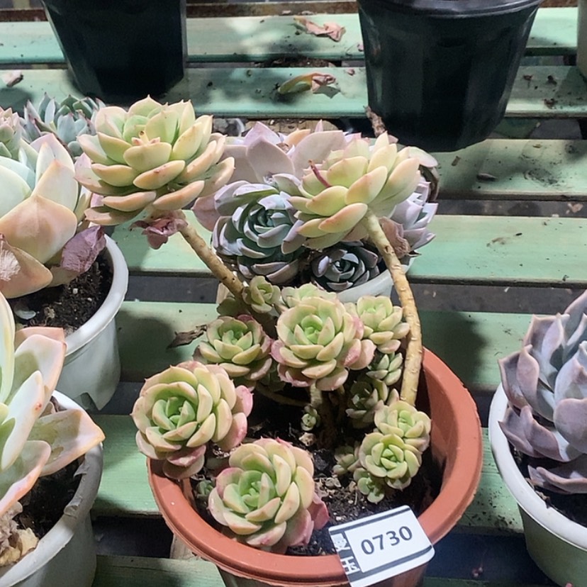 【闪购商品】尼克沙拉0730