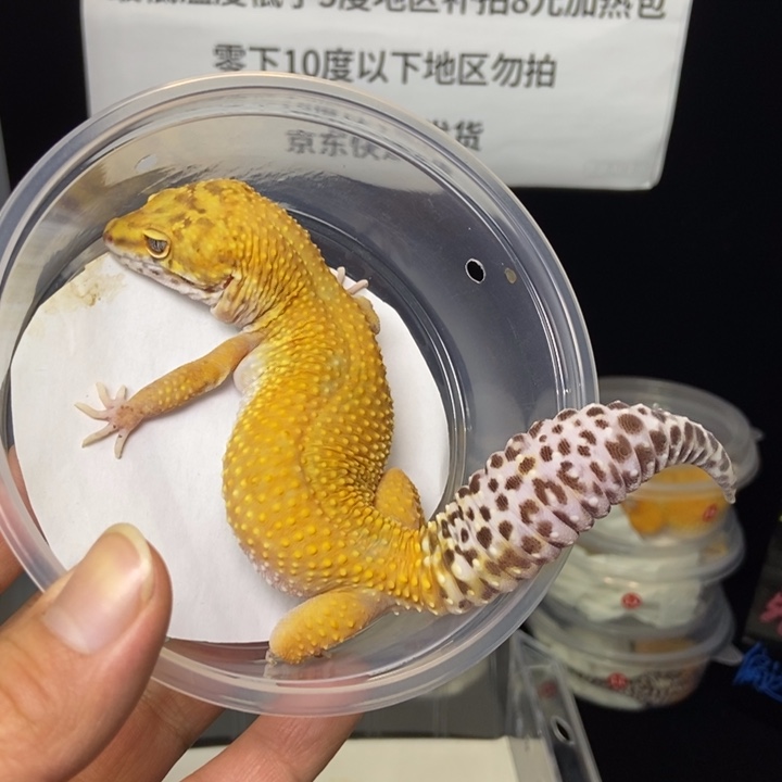 豹纹守宫13号69克母