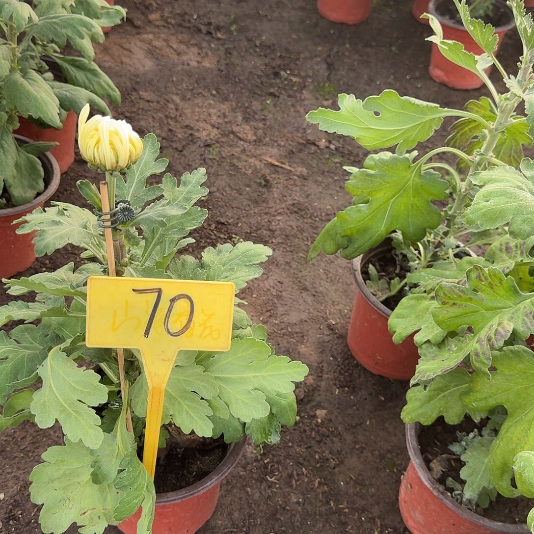 糖***️大部分花苞少量开放70无名白