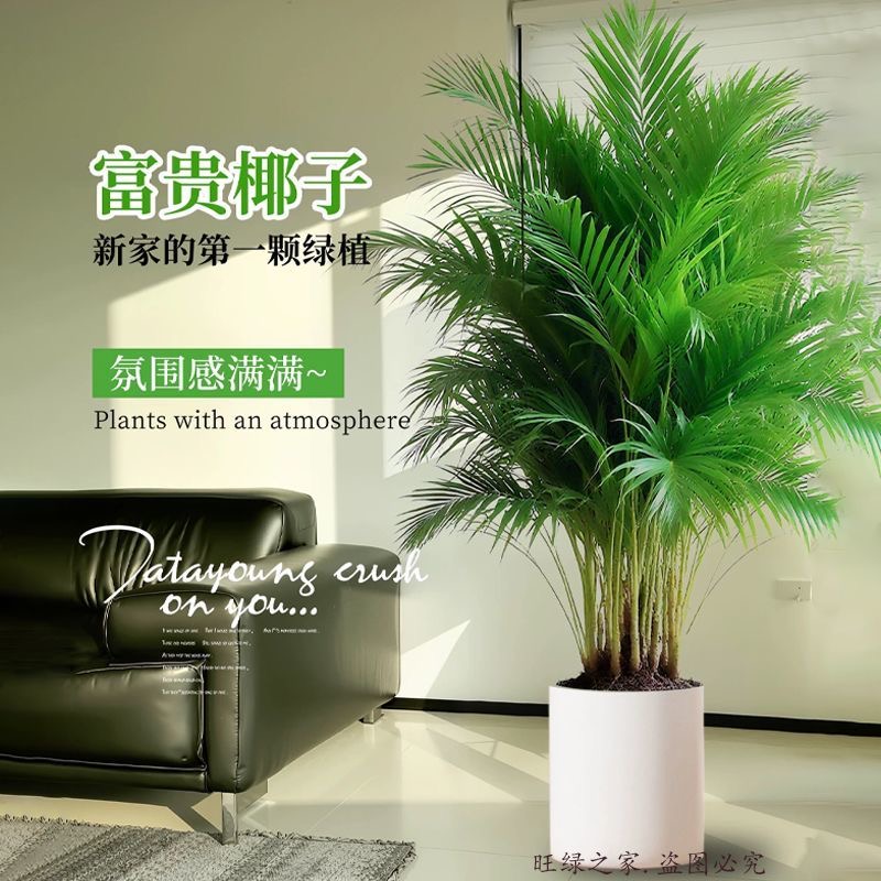 正宗富贵椰子室内大型绿植盆栽散尾葵四季常青净化空气好养凤尾竹