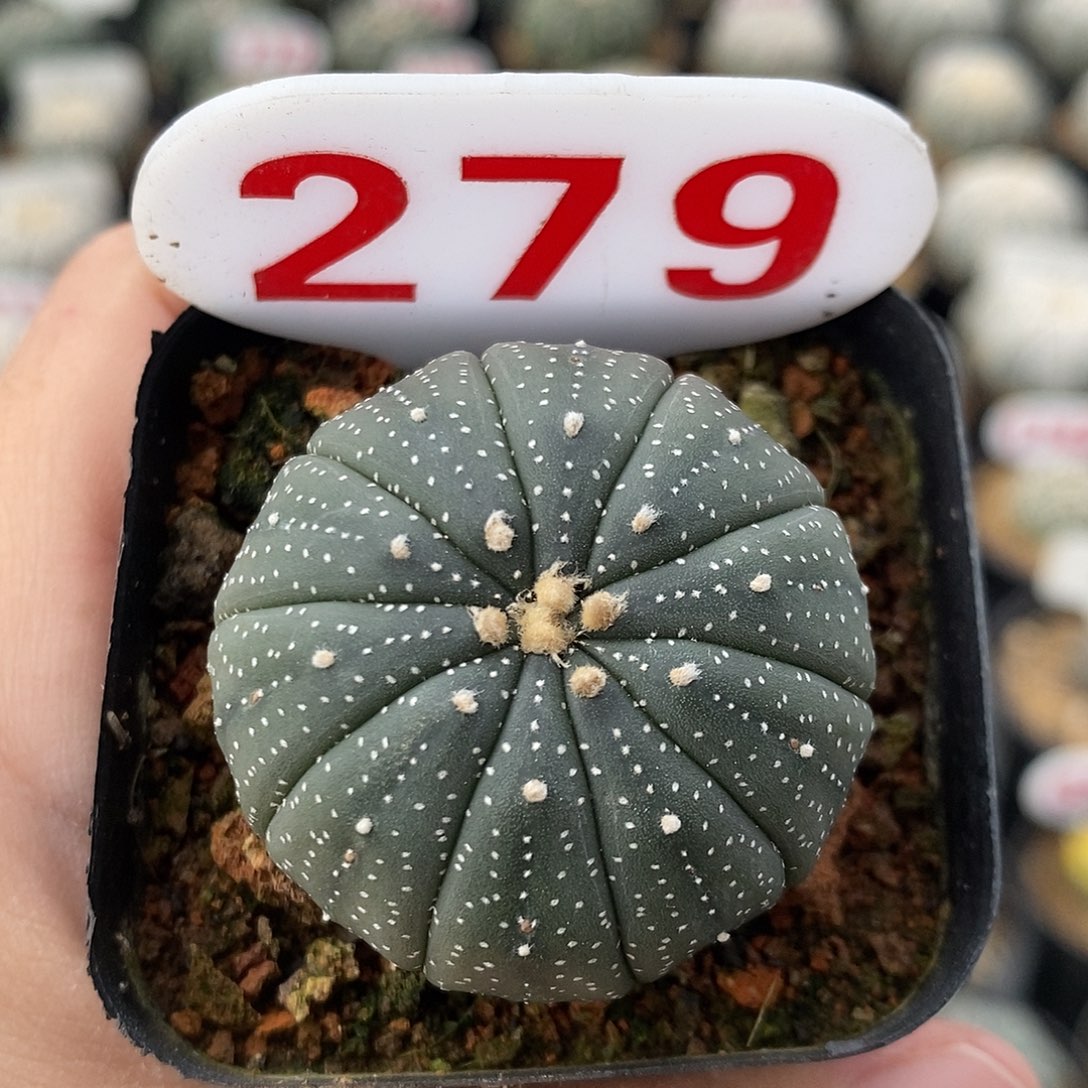 279十愣兜系列福利来啦