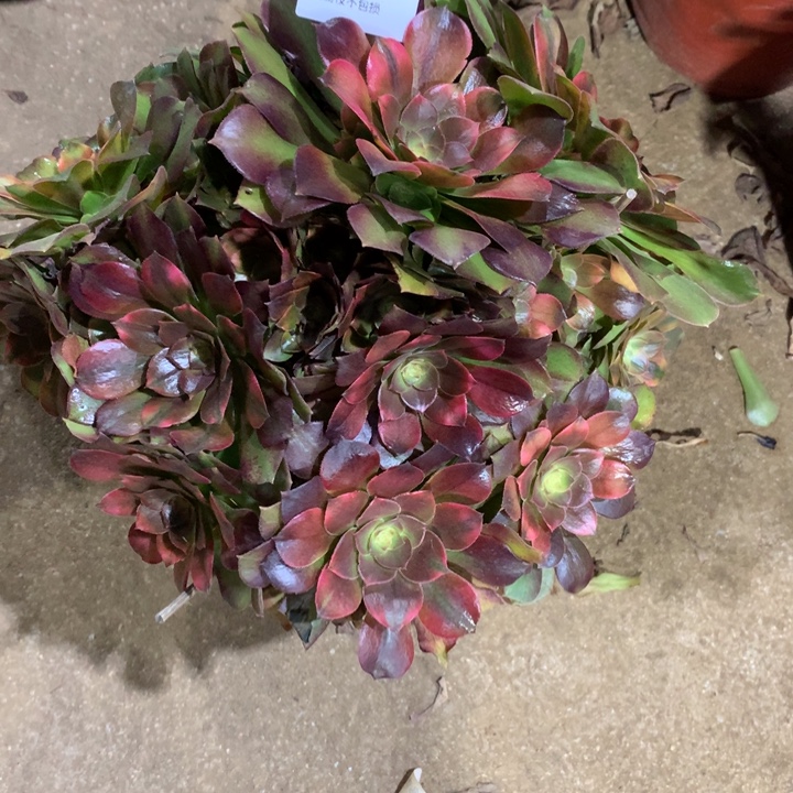 657洛神多肉植物特价