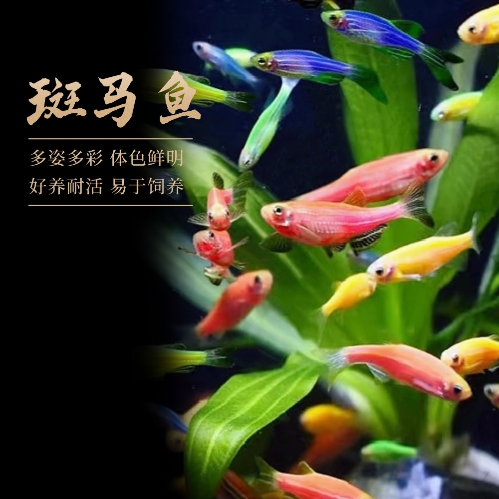 【斑马鱼】热带观赏鱼红绿灯斑马鱼淡水鱼小型热带观赏灯科鱼