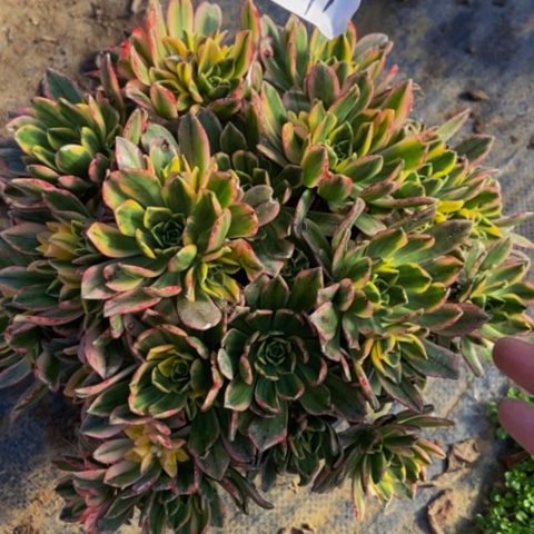 甜茶多肉植物91多肉植物