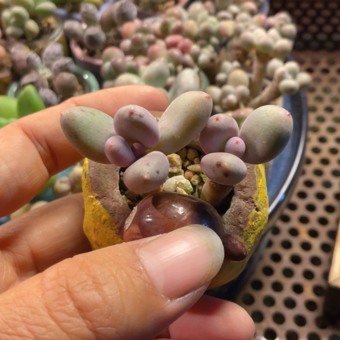 彩虹奶酪多肉植物