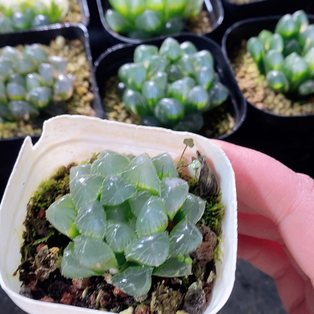 赤线玉露多肉植物